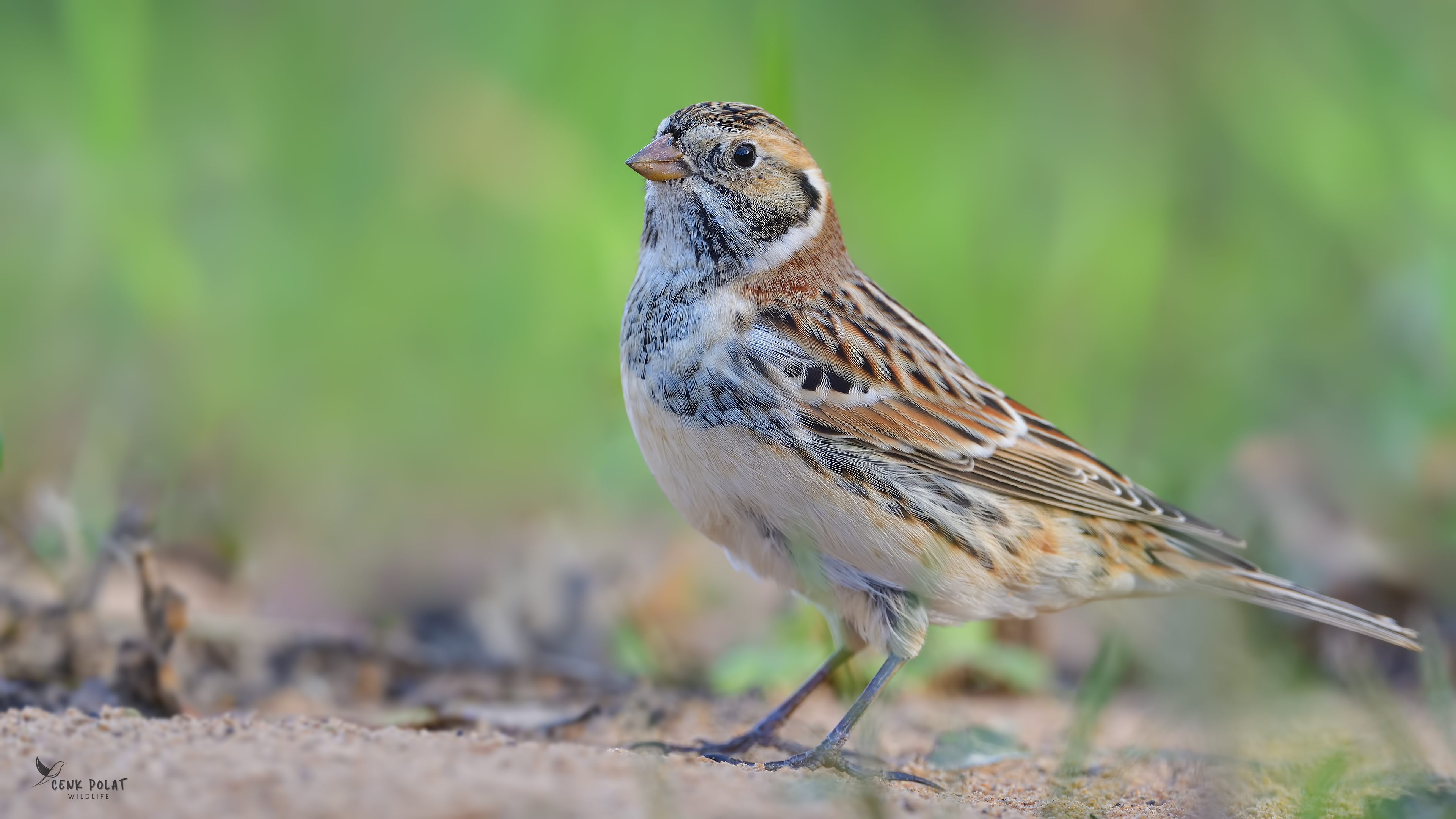 Lapland Longspur